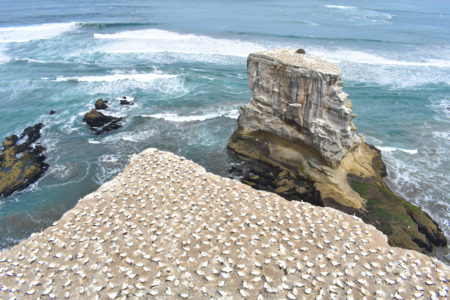 (c)ecube_181120_muriwai01.png