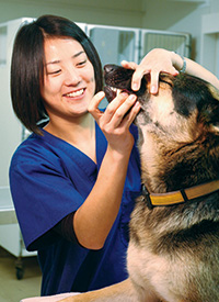 動物看護士・矢木あすかさん