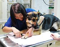 動物看護士・矢木あすかさん